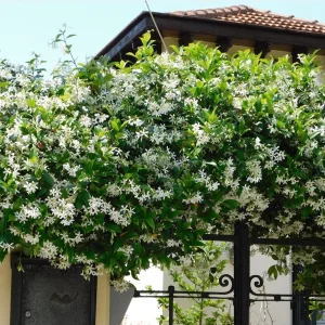 Set 2 Confederate Star Jasmine Live Plants, 4-6 Inch, Fragrant Flowering Vine, Indoor/Outdoor - Image 7