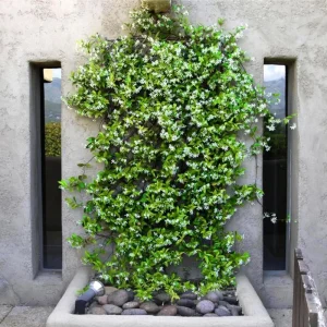 Set 2 Confederate Star Jasmine Live Plants, 4-6 Inch, Fragrant Flowering Vine, Indoor/Outdoor - Image 8