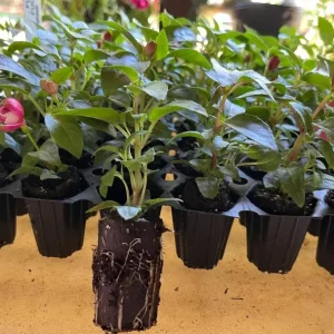 Set 2 Fuchsia 'Swingtime' Live Plug Plant - Trailing Red & White Flowers - Shade Plant - Image 6