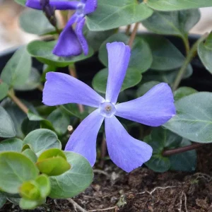 Set 25 Vinca Minor Live Starter Plants – Creeping Periwinkle Ground Cover, 4-6 Inch Tall, Bare Root - Image 1