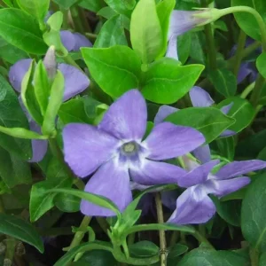 Set 25 Vinca Minor Live Starter Plants – Creeping Periwinkle Ground Cover, 4-6 Inch Tall, Bare Root - Image 3