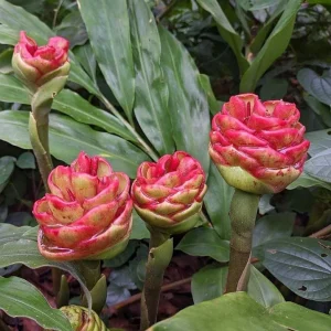 Set 8 Hawaiian Awapuhi Shampoo Ginger Rhizomes for Planting, Pinecone Ginger Root Zingiber Zerumbet Bulbs - Image 2