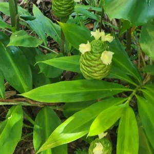 Set 8 Hawaiian Awapuhi Shampoo Ginger Rhizomes for Planting, Pinecone Ginger Root Zingiber Zerumbet Bulbs - Image 3