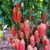 Set 8 Hawaiian Awapuhi Shampoo Ginger Rhizomes for Planting, Pinecone Ginger Root Zingiber Zerumbet Bulbs - Image 1