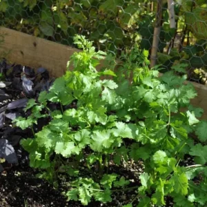 Set of 10 Coriander Live Plants - Fresh Culinary Herb in 4 Inch Pot for Cooking - Image 2