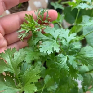 Set of 10 Coriander Live Plants - Fresh Culinary Herb in 4 Inch Pot for Cooking - Image 3