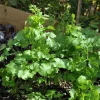 Set of 10 Coriander Live Plants - Fresh Culinary Herb in 4 Inch Pot for Cooking - Image 1