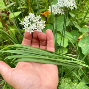 Set of 10 Live Garlic Chive Plants – Bare Root Culinary Herb – Easy Grow - Image 2