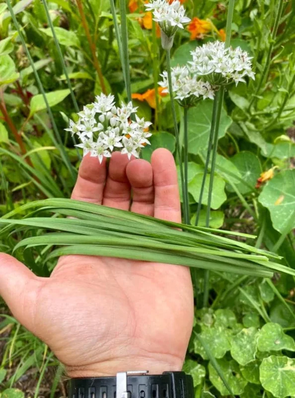 Set of 10 Live Garlic Chive Plants – Bare Root Culinary Herb – Easy Grow - Image 2