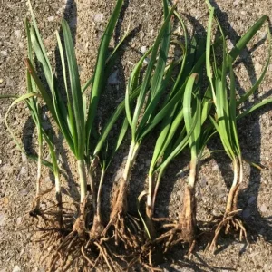 Set of 10 Live Garlic Chive Plants – Bare Root Culinary Herb – Easy Grow - Image 3