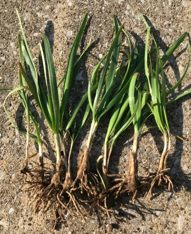 Set of 10 Live Garlic Chive Plants – Bare Root Culinary Herb – Easy Grow - Image 3