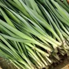 Set of 10 Live Garlic Chive Plants – Bare Root Culinary Herb – Easy Grow - Image 1