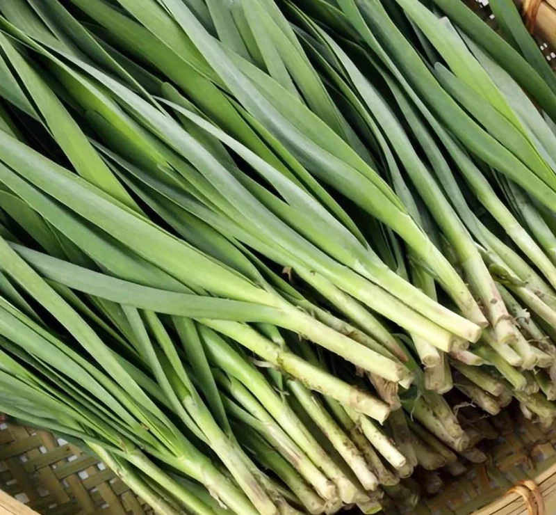 Set of 10 Live Garlic Chive Plants – Bare Root Culinary Herb – Easy Grow - Image 1