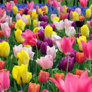 Set of 10 Mixed Tulip Bulbs - Random Colors - Spring Flowering Bulbs for Garden & Pots - Image 2