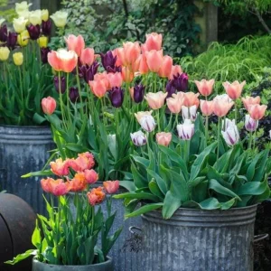 Set of 10 Mixed Tulip Bulbs - Random Colors - Spring Flowering Bulbs for Garden & Pots - Image 3