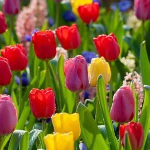 Set of 10 Mixed Tulip Bulbs - Random Colors - Spring Flowering Bulbs for Garden & Pots - Image 4