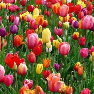 Set of 10 Mixed Tulip Bulbs - Random Colors - Spring Flowering Bulbs for Garden & Pots - Image 5