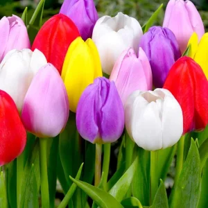 Set of 10 Mixed Tulip Bulbs - Random Colors - Spring Flowering Bulbs for Garden & Pots - Image 1
