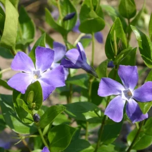 Set of 12 Vinca Minor Periwinkle Live Starter Plants, Blue Flower Ground Cover, Hardy Evergreen, 4-6 Inch Tall - Image 2