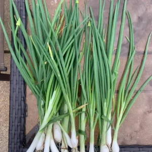 Set of 15 Live Green Onion Plants – Bare Root Culinary Herb – Easy to Grow Outdoor Garden Vegetable - Image 2