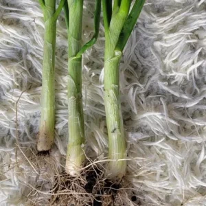 Set of 15 Live Green Onion Plants – Bare Root Culinary Herb – Easy to Grow Outdoor Garden Vegetable - Image 3