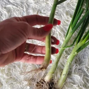 Set of 15 Live Green Onion Plants – Bare Root Culinary Herb – Easy to Grow Outdoor Garden Vegetable - Image 4