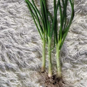 Set of 15 Live Green Onion Plants – Bare Root Culinary Herb – Easy to Grow Outdoor Garden Vegetable - Image 5