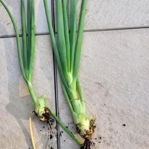 Set of 15 Live Green Onion Plants – Bare Root Culinary Herb – Easy to Grow Outdoor Garden Vegetable - Image 6