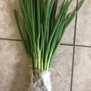 Set of 15 Live Green Onion Plants – Bare Root Culinary Herb – Easy to Grow Outdoor Garden Vegetable - Image 7