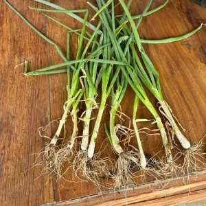Set of 15 Live Green Onion Plants – Bare Root Culinary Herb – Easy to Grow Outdoor Garden Vegetable - Image 1