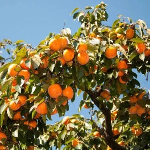 Set of 2 American Persimmon Tree Seedlings - 1-2 ft Bare Root Live Plants - Image 2