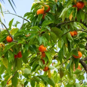 Set of 2 American Persimmon Tree Seedlings - 1-2 ft Bare Root Live Plants - Image 5
