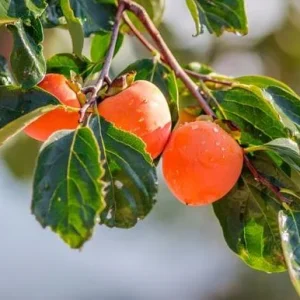 Set of 2 American Persimmon Tree Seedlings - 1-2 ft Bare Root Live Plants - Image 6