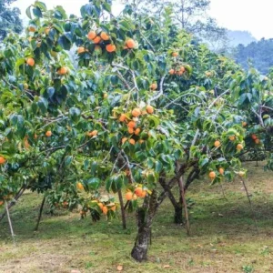 Set of 2 American Persimmon Tree Seedlings - 1-2 ft Bare Root Live Plants - Image 8