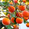 Set of 2 American Persimmon Tree Seedlings - 1-2 ft Bare Root Live Plants - Image 1