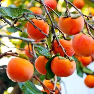 Set of 2 American Persimmon Tree Seedlings - 1-2 ft Bare Root Live Plants - Image 1