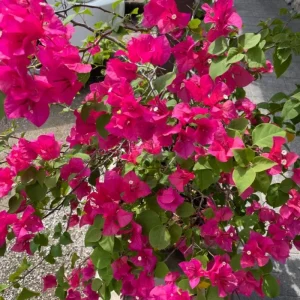 Set of 2 Barbara Karst Bougainvillea Live Plant 5-7 Inch Tall, Magenta Red Climbing Plant for Outdoor Indoor - Image 10