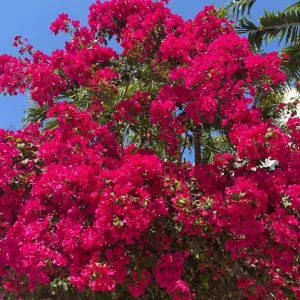 Set of 2 Barbara Karst Bougainvillea Live Plant 5-7 Inch Tall, Magenta Red Climbing Plant for Outdoor Indoor - Image 2