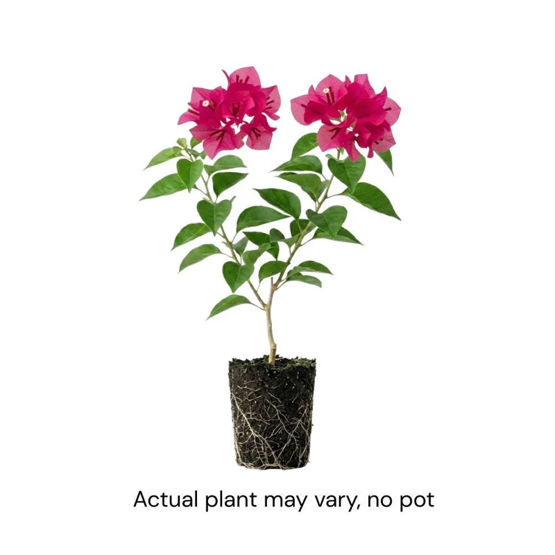 Set of 2 Barbara Karst Bougainvillea Live Plant 5-7 Inch Tall, Magenta Red Climbing Plant for Outdoor Indoor - Image 3