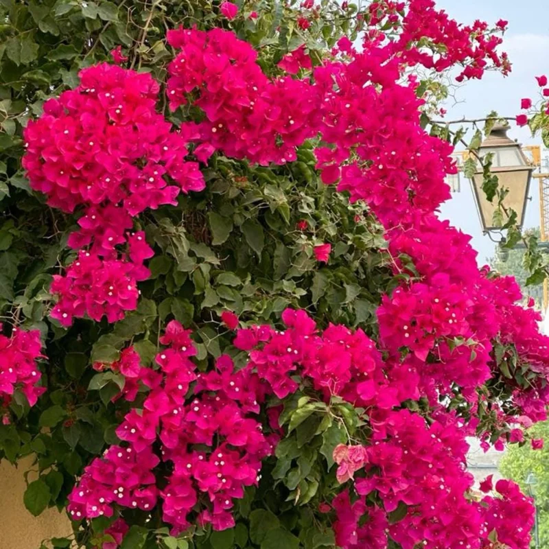 Set of 2 Barbara Karst Bougainvillea Live Plant 5-7 Inch Tall, Magenta Red Climbing Plant for Outdoor Indoor - Image 4