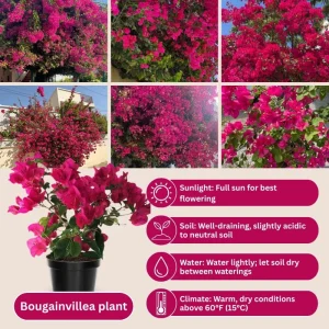 Set of 2 Barbara Karst Bougainvillea Live Plant 5-7 Inch Tall, Magenta Red Climbing Plant for Outdoor Indoor - Image 5