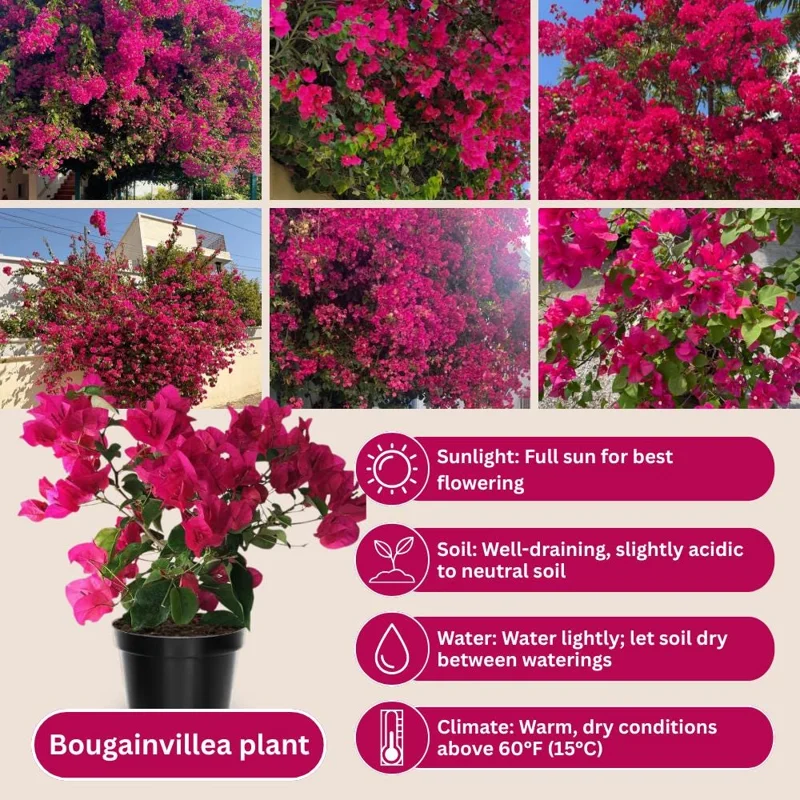 Set of 2 Barbara Karst Bougainvillea Live Plant 5-7 Inch Tall, Magenta Red Climbing Plant for Outdoor Indoor - Image 5