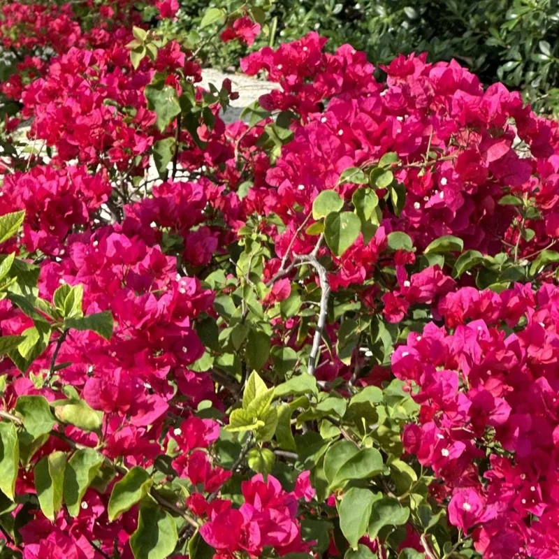 Set of 2 Barbara Karst Bougainvillea Live Plant 5-7 Inch Tall, Magenta Red Climbing Plant for Outdoor Indoor - Image 6