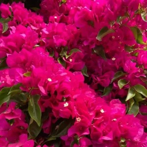 Set of 2 Barbara Karst Bougainvillea Live Plant 5-7 Inch Tall, Magenta Red Climbing Plant for Outdoor Indoor - Image 7