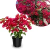 Set of 2 Barbara Karst Bougainvillea Live Plant 5-7 Inch Tall, Magenta Red Climbing Plant for Outdoor Indoor - Image 1
