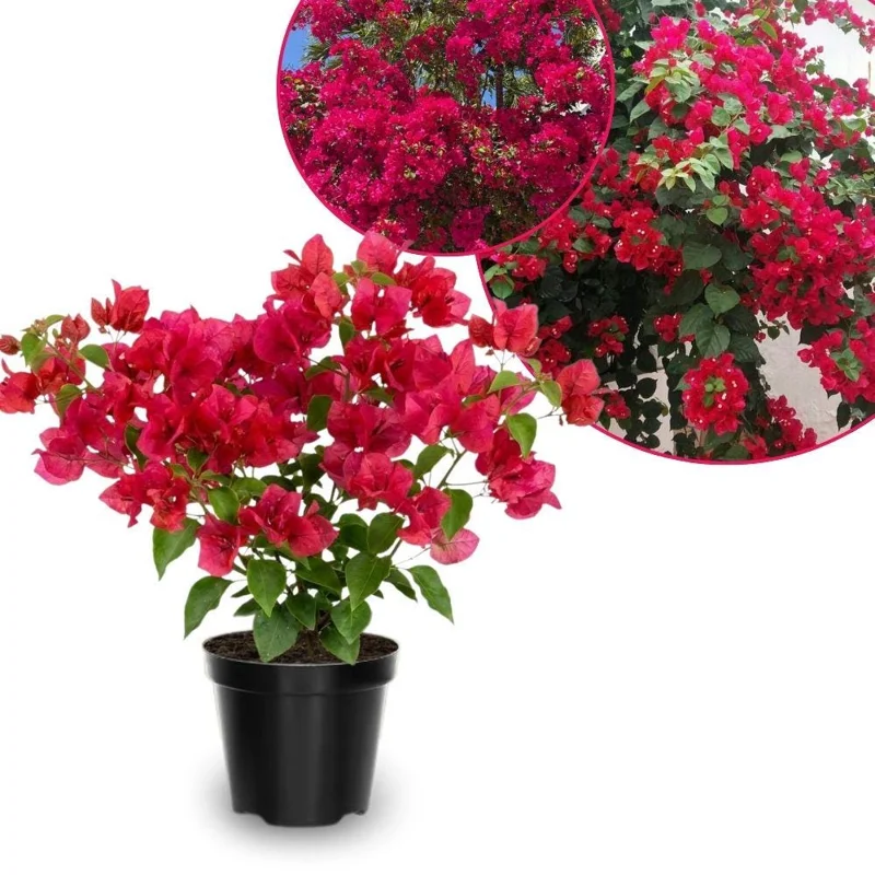 Set of 2 Barbara Karst Bougainvillea Live Plant 5-7 Inch Tall, Magenta Red Climbing Plant for Outdoor Indoor - Image 1