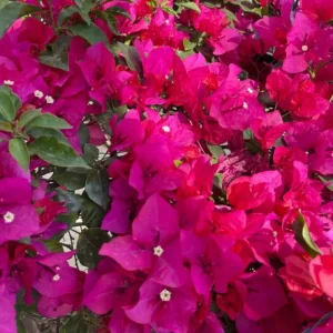 Set of 2 Barbara Karst Bougainvillea Live Plant 5-7 Inch Tall, Magenta Red Climbing Plant for Outdoor Indoor - Image 8