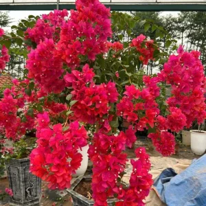 Set of 2 Barbara Karst Bougainvillea Live Plant 5-7 Inch Tall, Magenta Red Climbing Plant for Outdoor Indoor - Image 9