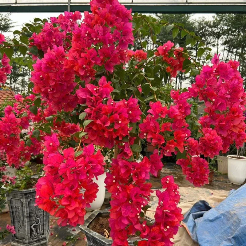 Set of 2 Barbara Karst Bougainvillea Live Plant 5-7 Inch Tall, Magenta Red Climbing Plant for Outdoor Indoor - Image 9