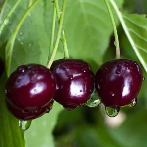Set of 2 Black Cherry Bare Roots for Planting - Sweet Fruit Tree, 1-2 Feet Tall - Image 3